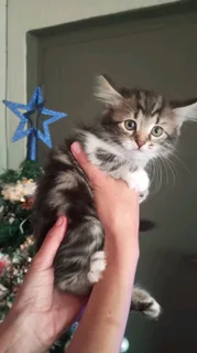 Mainecoon × kittens for sale