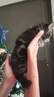 Mainecoon × kittens for sale