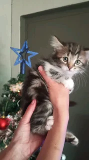 Mainecoon × kittens for sale