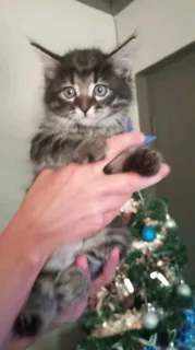 Mainecoon × kittens for sale