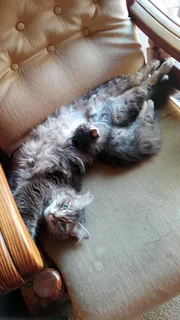 Mainecoon × kittens for sale