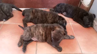 Dutch Shepherd puppies for sale