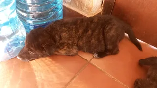 Dutch Shepherd puppies for sale