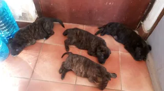 Dutch Shepherd puppies for sale
