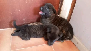 Dutch Shepherd puppies for sale