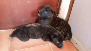 Dutch Shepherd puppies for sale
