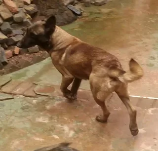 Belgian malinois puppies for sale
