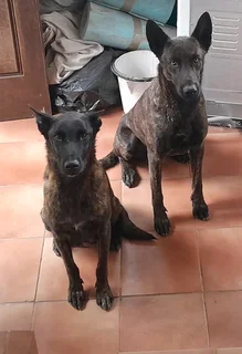 Dutch Shepherd puppies for sale