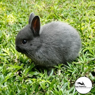Pedigree Netherland Dwarf Rabbits (Ego Rabbitry)