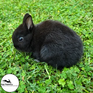 Pedigree Netherland Dwarf Rabbits (Ego Rabbitry)