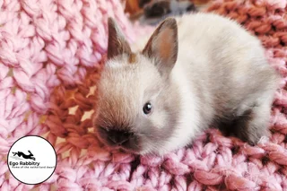 Pedigree Netherland Dwarf Rabbits (Ego Rabbitry)