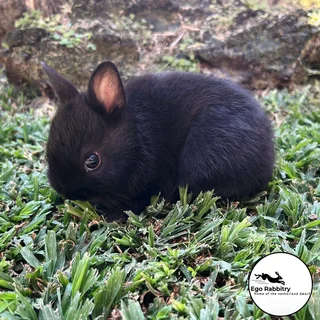 Pedigree Netherland Dwarf Rabbits (Ego Rabbitry)