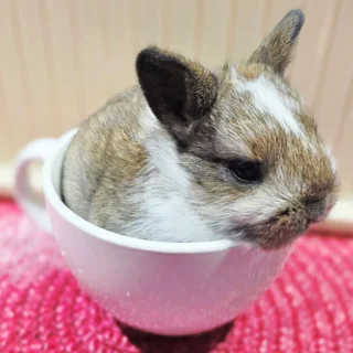 Baby Bunnies Looking for Loving Homes!