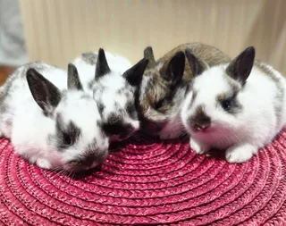 Baby Bunnies Looking for Loving Homes!