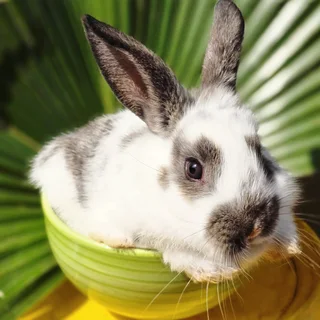 Baby Bunnies Looking For Loving Homes
