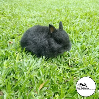 Pedigree Netherland Dwarf Rabbits (Ego Rabbitry)
