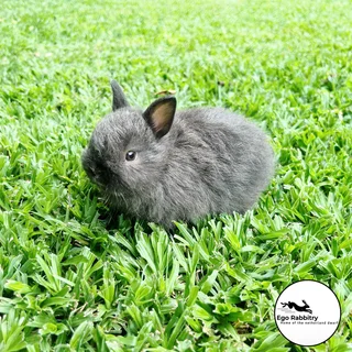 Pedigree Netherland Dwarf Rabbits (Ego Rabbitry)