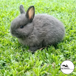 Pedigree Netherland Dwarf Rabbits (Ego Rabbitry)
