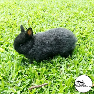 Pedigree Netherland Dwarf Rabbits (Ego Rabbitry)