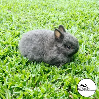 Pedigree Netherland Dwarf Rabbits (Ego Rabbitry)