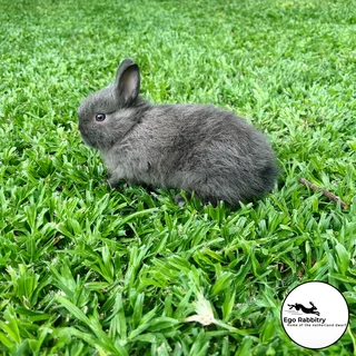 Pedigree Netherland Dwarf Rabbits (Ego Rabbitry)