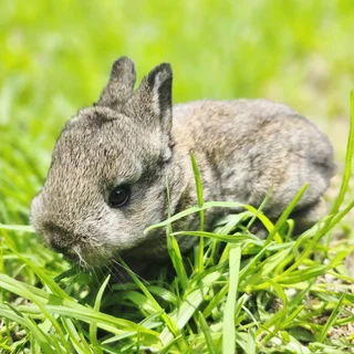 Baby Bunnies Looking For Loving Homes