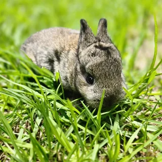 Baby Bunnies Looking For Loving Homes