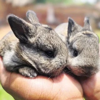 Baby Bunnies Looking For Loving Homes
