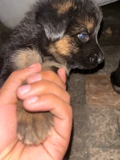 Pure breed German Shepard puppies