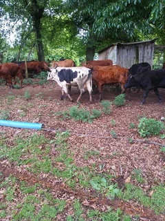 Trade cattle for sale