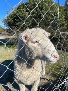 3 Dormer sheep, 1 male +2 eves