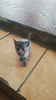 Kittens - Ad posted by Mandie Roets