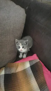 Kittens - Ad posted by Mandie Roets