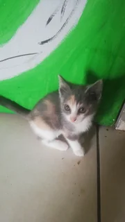 Kittens - Ad posted by Mandie Roets