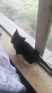 Kittens - Ad posted by Mandie Roets