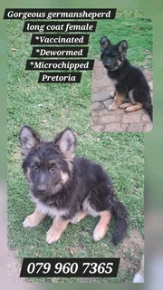 Gorgeous german sheperd female