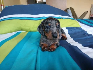 Dapple Dachshund puppies
