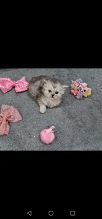 Persian kittens for sale