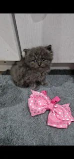 Persian kittens for sale