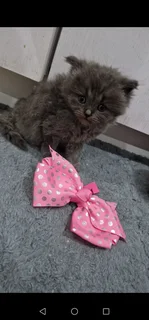 Persian kittens for sale