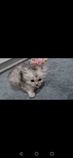 Persian kittens for sale