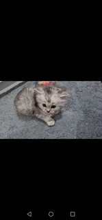Persian kittens for sale