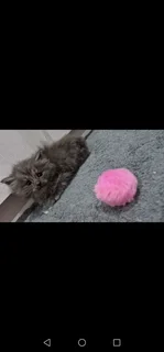 Persian kittens for sale