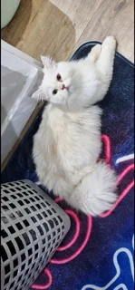 1 year old persian male