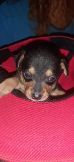 Purebred Pinscher Puppies