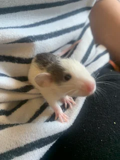 Baby rats availabe