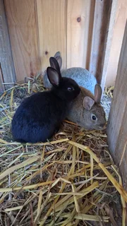 Bunnies for sale at R150 each