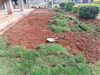 INSTANT LAWN