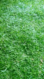 GRASS LAWN