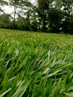 Grass Lawn